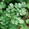 thumbnail image 5 of Herb To Body Cilantro Leaf C/S | Cut & Sifted | Coriandrum Sativum | Wildcrafted | 4oz, 5 of 5