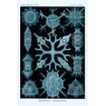 thumbnail image 2 of Haeckel, Ernst 23x32 Gold Ornate Wood Framed with Double Matting Museum Art Print Titled - Haeckel Nature Illustrations: Spumellaria - Blue-Green Tint, 2 of 4
