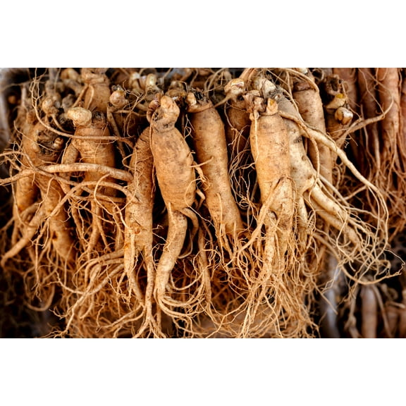 15 *Seeds Asian KOREAN GINSENG Panax Shade Chinese Herb Seeds