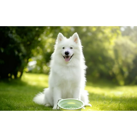 Collapsible Pet Bowls: Lightweight Foldable Feeder for Travel & Daily Use