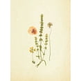 thumbnail image 2 of Ross, Devon 15x18 White Modern Wood Framed Museum Art Print Titled - French Herbarium 4, 2 of 4