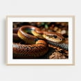 thumbnail image 2 of Snake Close-up - Photography Wildlife Animal Nature Wilderness Forest Unframed Wall Art Print 5 x 7 inches, 2 of 7
