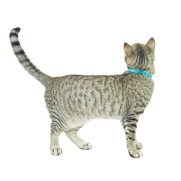 Do Cats Hate Collars