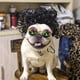 thumbnail image 4 of Peluca divertida para mascotas con flequillo, trenza explosiva para la cabeza, tocado para perro y gato, conjunto de pelo para mascotas, 4 of 4