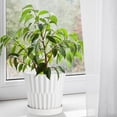 thumbnail image 5 of EFISPSS 6 Inch Pots for Indoor Plants,Ceramic Plant Pots,Planters with Drainage Hole and Saucer, Flower Pots Desktop Office Windowsill Decoration Gift Set of 2 - White, 5 of 7