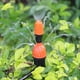 thumbnail image 4 of Adjustable Drip Irrigation Nozzle Garden Plant Irrigation 360 Degree Dripper Atomizer Cooling/Irrigation Equipment(20 Pack), 4 of 5