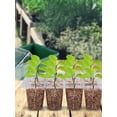 thumbnail image 3 of POINTERTECK Seedling Starter Kit Plastic 12 Holes Seed Starter Tray Kit with Adjustable Air Outlet Multifunctional Seed Propagator Set with 2Pcs Transplant Tools and 20Pcs White Labels, 3 of 9