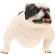 thumbnail image 4 of MultiColor Plastic Bulldog Figurine for Home Decoration and Kids Cognitive .5 Inches, 4 of 4