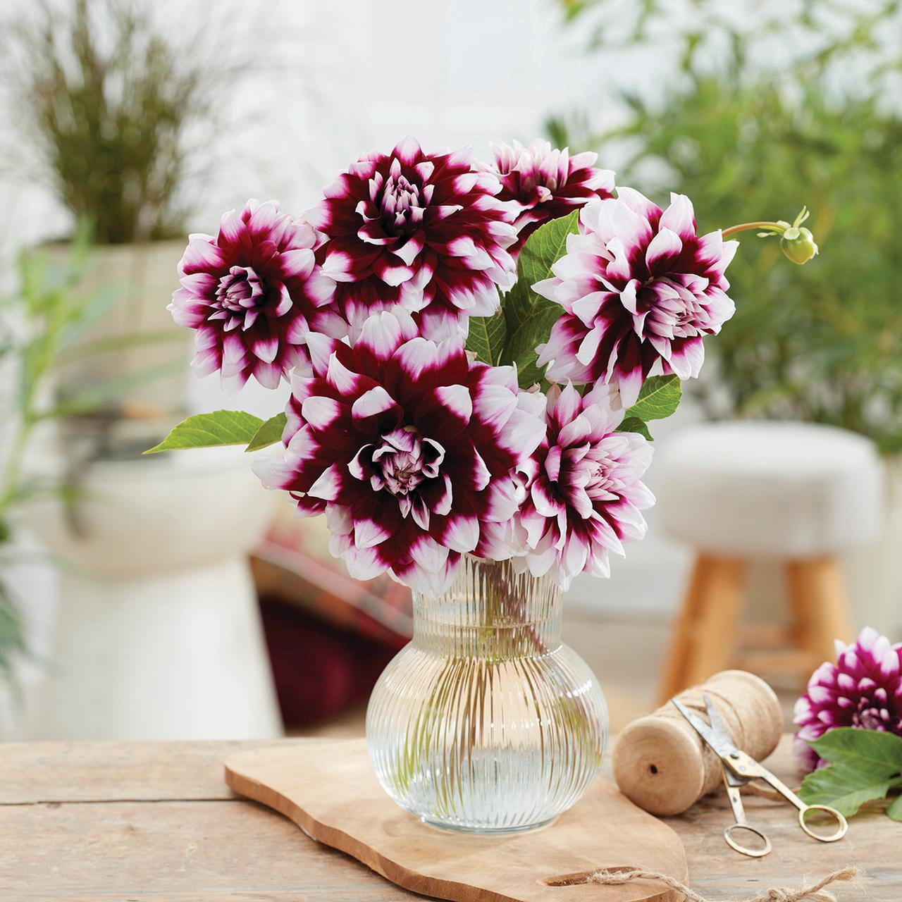 Van Zyverden Dahlias Mystery Day, 5 Bulbs, Multi-color, Full Sun, Annual, Flowering