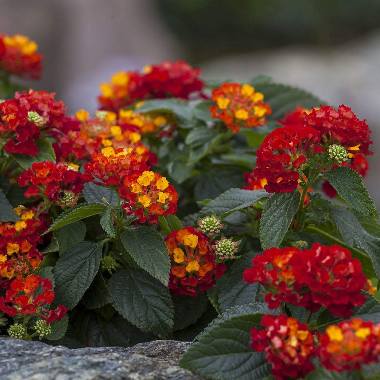 Better Homes & Gardens 2 Quart Multicolor Lantana Red Orange Annual Flowers Live Plants