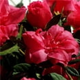 thumbnail image 3 of Encore Azalea Autumn Rouge (1 Gallon) Dark Pink Flowering Shrub - Full Sun Live Outdoor Plant, 3 of 6