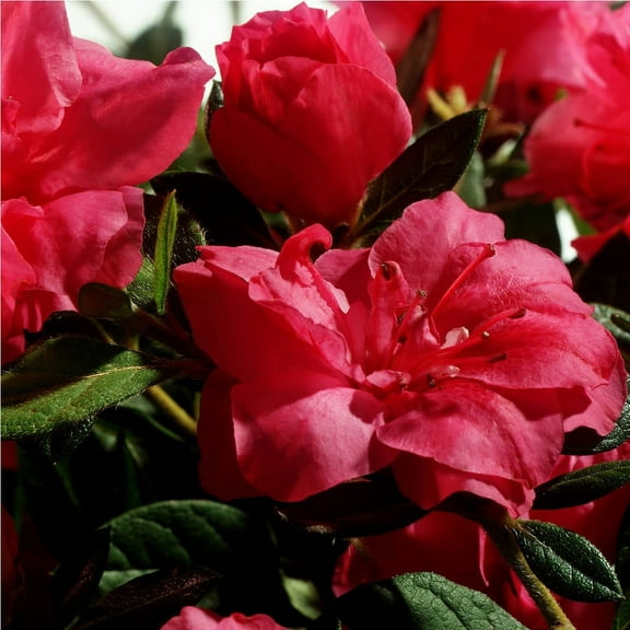 Encore Azalea Autumn Rouge (1 Gallon) Dark Pink Flowering Shrub - Full Sun Live Outdoor Plant
