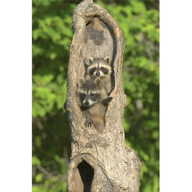 Baby Racoons in Hollow Tree Poster Print by John Pitcher, 22 x 34 - Large