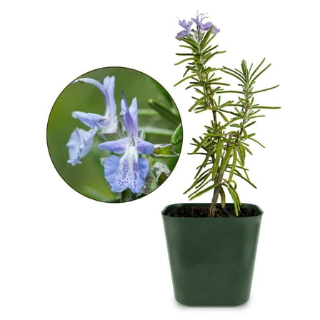 My Shelfie - Rosemary Plant Starter, Aromatic Rosemary Plants Live in 2-Inch Pot, Live Plants 2-3 Inch Tall, Blue-Purple Rosemary Herb Plants, Bee-Friendly, 1 Piece, Green