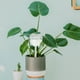 thumbnail image 5 of Bulbo de riego para plantas, herramienta de riego automático para jardinería, 5 of 7