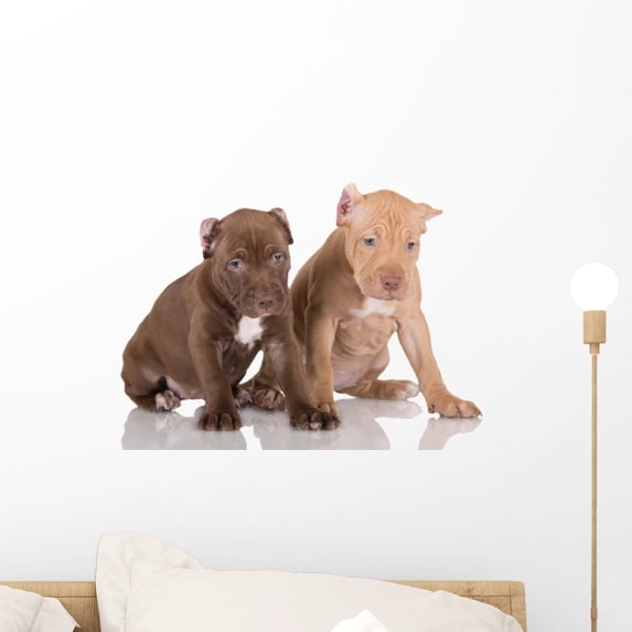 Two American Pit Bull Wall Mural by Wallmonkeys Peel and Stick Graphic (18 in W x 12 in H) WM309967