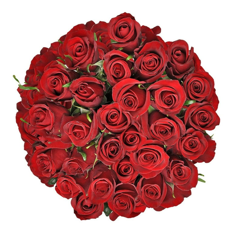 Freshcut Paper FRESH 3762 Paper Flower Bouquet of Red Roses Greeting C