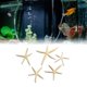 thumbnail image 5 of Dekaim-decoración De Estrella De Mar Para Pecera, Conjunto De Adorno De Estrella De Mar único Y Hermoso Para Acuario En Casa, Marco De Fotos Artesanal, Carillón De Viento(17.00 * 12.00 * 2.00cm), 5 of 12