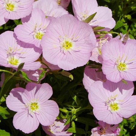 

Showy Evening Primrose Seeds - 1/4 Pound - Pink Flower Seeds Heirloom Seed Attracts Bees Attracts Pollinators Easy to Grow & Maintain Fast Growing Fragrant Container Garden