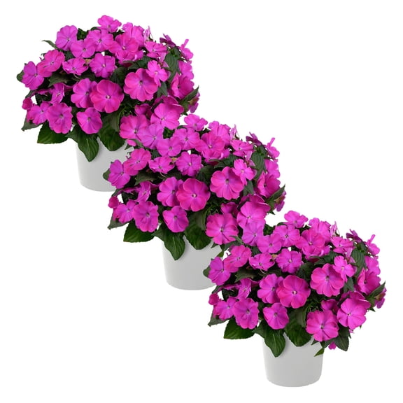 Live Flowering New Guinea Impatiens - Shades of Purple (3 Plants Per Pack) - Beautiful Flowering Shade Flowers - 12" Tall by 5" Wide in 1 Qt Pot