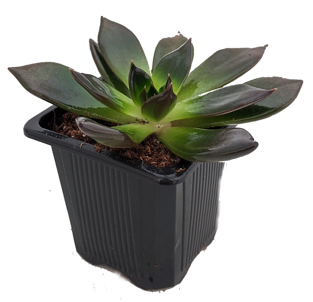 Hirt S Black Prince Desert Rose Succulent Echeveria 3 Pot Walmart Com