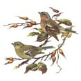 thumbnail image 2 of Calcomanía Cerámica Captive Decals Pájaros Gorrión 10 cm, 2 of 2