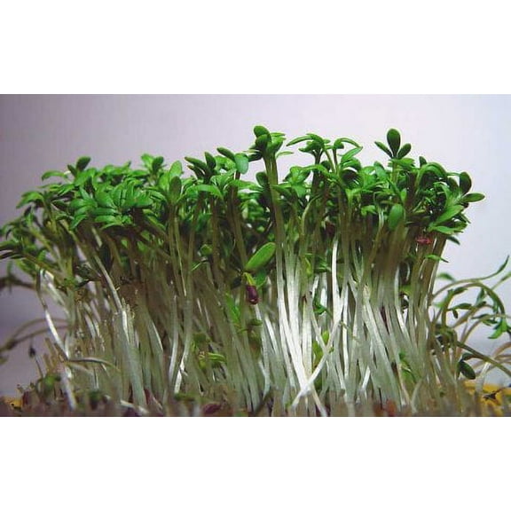 Cress Curled Great For Sprouting Garden Herb By Seed Kingdom BULK 30,000 Seeds
