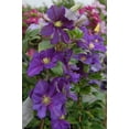 thumbnail image 4 of Clematis General Sikorski - Live Plant in a 4 Inch Growers Pot - Clematis 'General Sikorski' - Starter Plants Ready for The Garden - Beautiful Dark Lavender Flowering Vine, 4 of 5