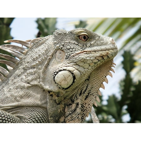 Canvas Print Beast Iguana Reptile Nature Bonaire Stretched Canvas 10 x (Best Reptile Pets To Own)