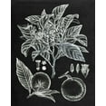 thumbnail image 2 of Wang, Melissa 26x32 Black Ornate Wood Framed with Double Matting Museum Art Print Titled - Citrus Botanical Study II, 2 of 4