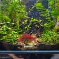 thumbnail image 2 of Topbathy Aquarium Décor Red Plastic Tree Enhancing Habitat 1Pack, 2 of 5