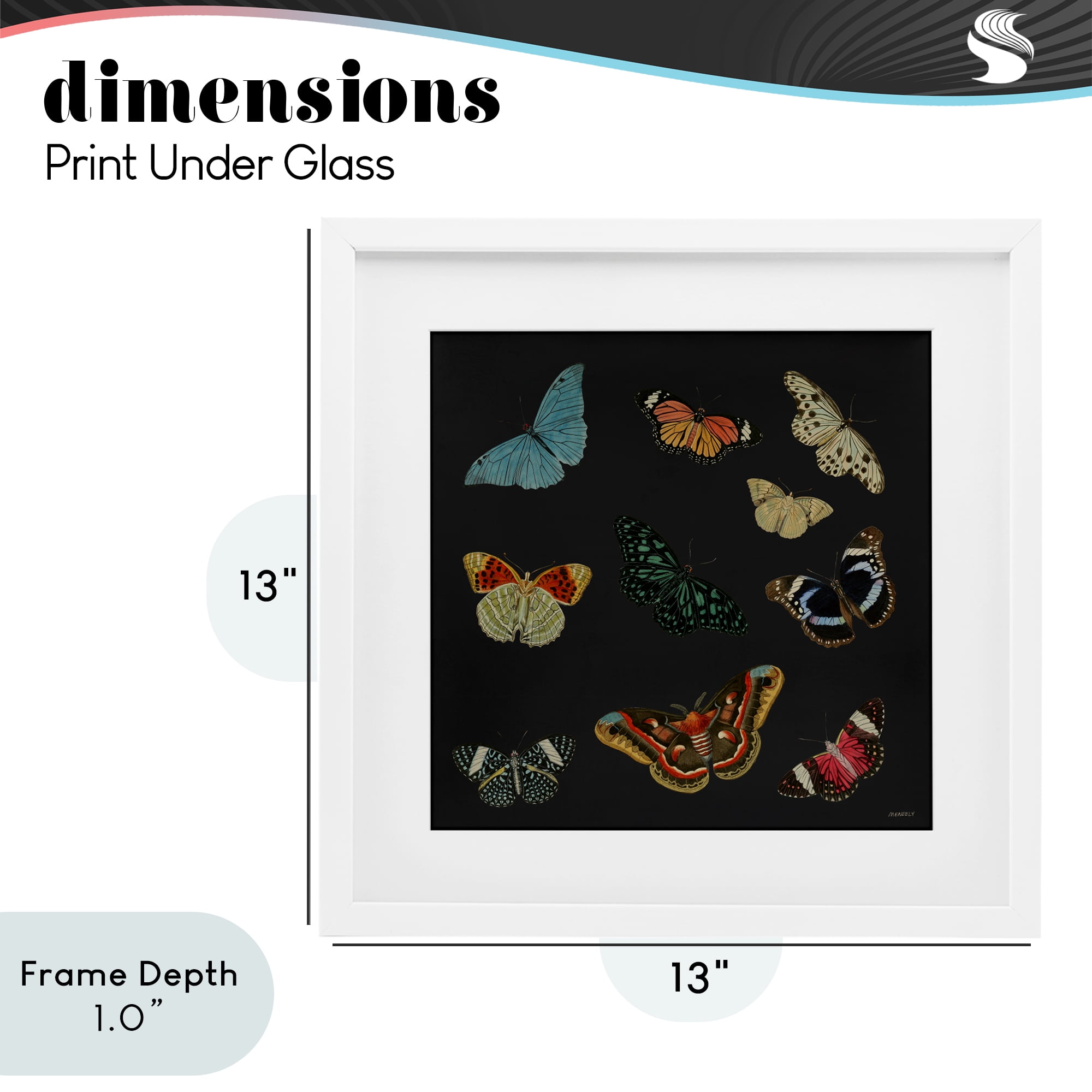 Stupell Industries Insects Group on Black White Framed Print Under Glass, design by Dan Meneely