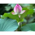 10pcs Mixed Color Lotus Seeds - Pink, Red & Green Water Lily Seeds For Ponds & Gardens