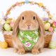 thumbnail image 5 of Bufanda triangular con estampado de conejito de Pascua, babero navideño de gatos y perros, ideal para accesorios fotográficos de fiesta de Pascua y decoraciones navideñas. Bufanda triangular de poliés, 5 of 6
