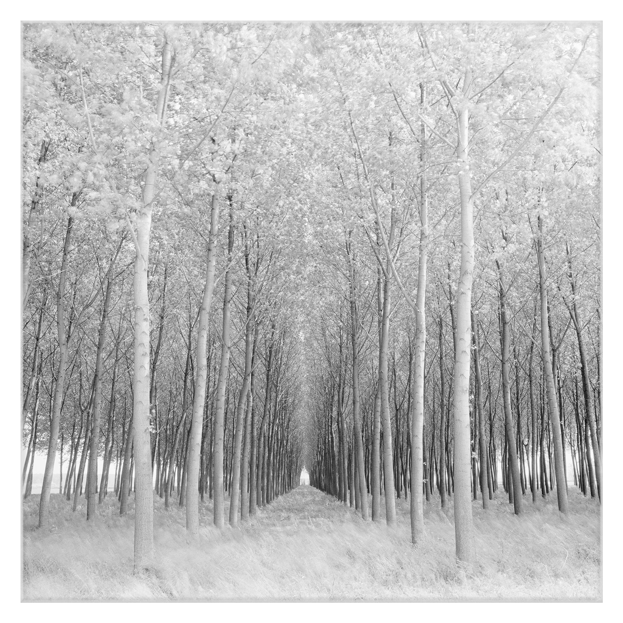 Masterpiece Art Gallery Perspective Snowy Forest By Chip Forelli Canvas Art Print 30" x 30"