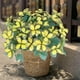 thumbnail image 4 of Uuiauoio 7-Head Butterfly Garden Decorations, Plastic Butterfly Ornaments Artificial Butterflies for Flower Bouquet Arrangements Crafts Outdoor Wall Patio Plant Yard Decor, 4 of 6
