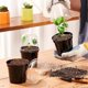 thumbnail image 5 of Transparent plastic plant pots for home and garden, set of 10, designed for various plant species (7.6 cm / 3 inches)., 5 of 5