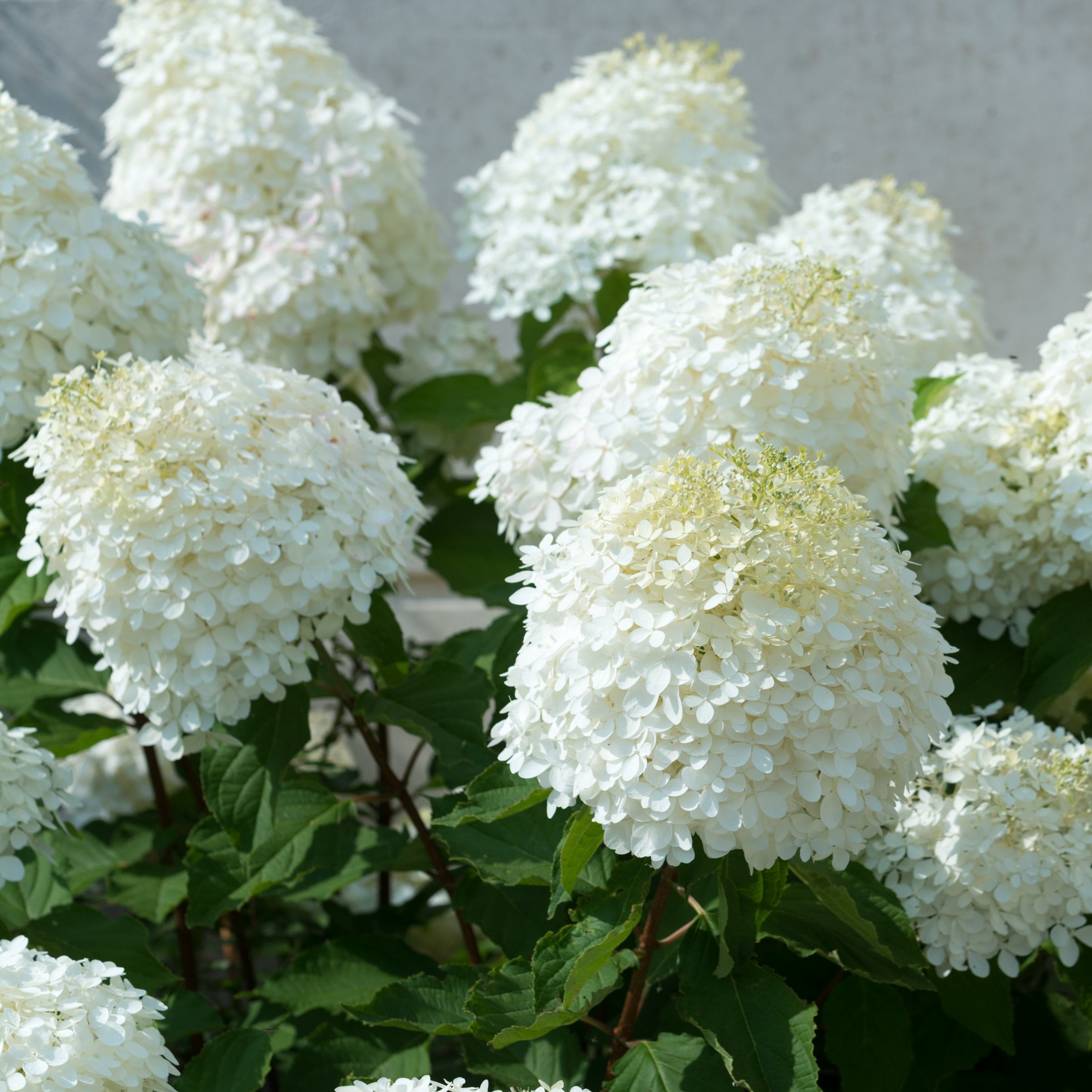 National Plant Network 1 gal Live Shrub Hydrangea Sweet Starlight Condition with Full Sunlight
