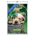 thumbnail image 3 of Keith Kimberlin - Puppy - Lazy Days Wall Poster with Wooden Magnetic Frame, 22.375" x 34", 3 of 3