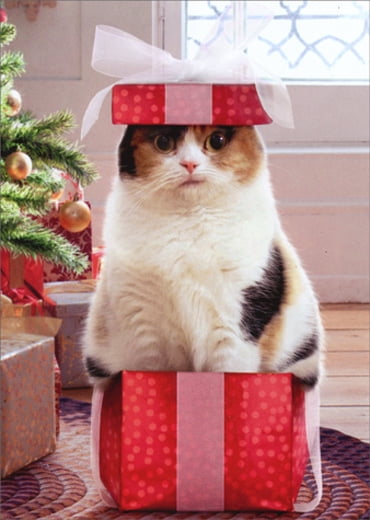 10 Funny christmas cards with a christmas cat by Edition Colibri