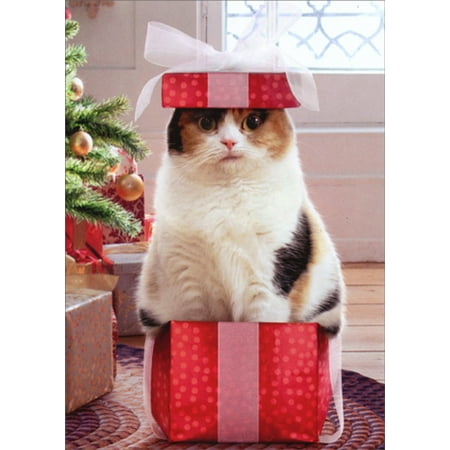 Avanti Press Cat In Small Box Funny / Humorous Christmas