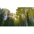 thumbnail image 2 of Tenoever, William 32x20 White Modern Wood Framed Museum Art Print Titled - Aspens in Fall II, 2 of 4