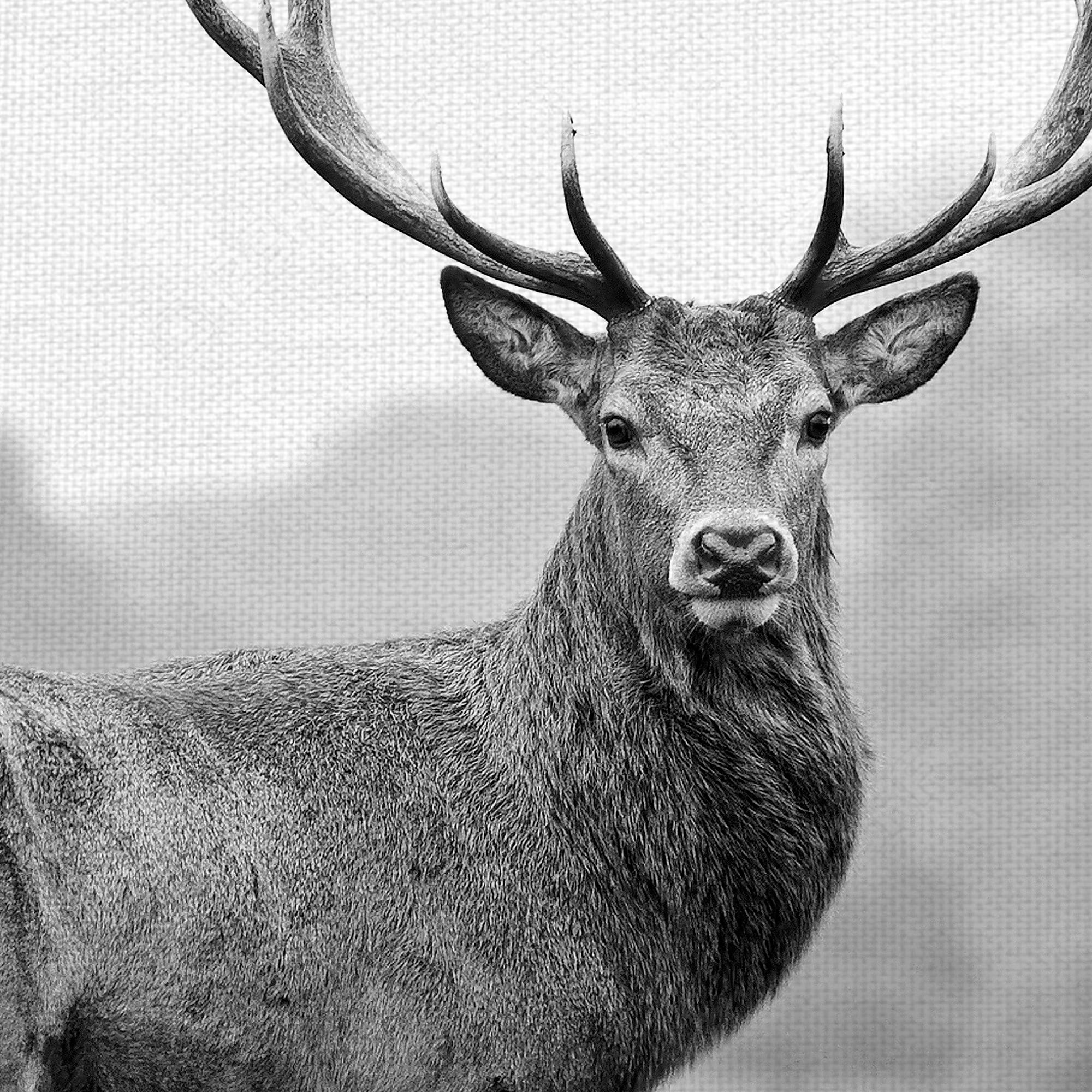 Masterpiece Art Gallery Proud Deer By PhotoINC Studio Canvas Art Print 24" x 24"