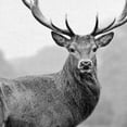 thumbnail image 3 of Masterpiece Art Gallery Proud Deer By PhotoINC Studio Canvas Art Print 24" x 24", 3 of 4