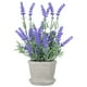 thumbnail image 4 of Arreglos de lavanda de plástico con flores artificiales en macetas para decoración (morado), 4 of 7