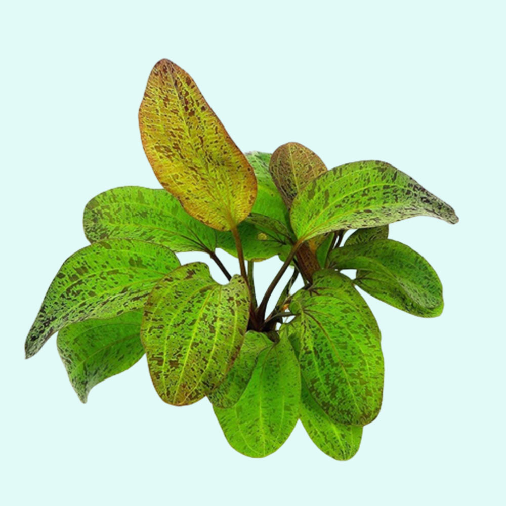 Green Ozelot (Echinodorus) Pot Live Aquarium Plants - image 5 of 12
