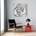 thumbnail image 2 of White rose delicate - 24"x24" canvas - Print on demand, 2 of 5