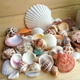 thumbnail image 5 of UDIYO 100g Mixed Mix Sea Shells Shell Craft Seashells Home Aquarium Nautical Decor, 5 of 7