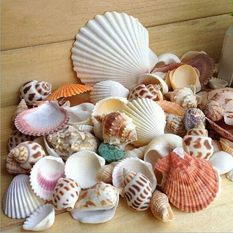 Archer 100g Mixed Mix Sea Shells Shell Craft Seashells Home