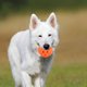 thumbnail image 4 of 4 unids Halloween Calabaza Cartoon Dog Pet Dog Squeaker Juguetes para Perros Pequeños Mascotas, 4 of 7